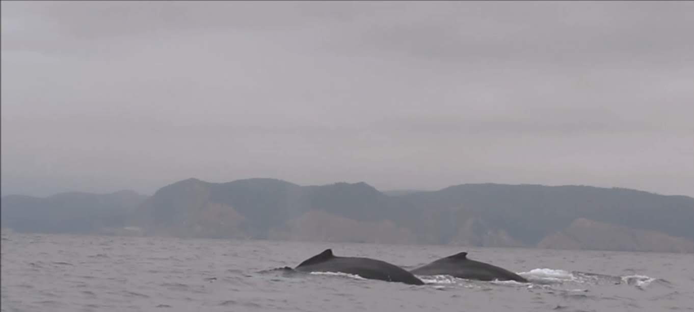 baleia2